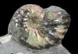 Beautiful Hoplocaphites Ammonite Cluster - South Dakota #34167-2